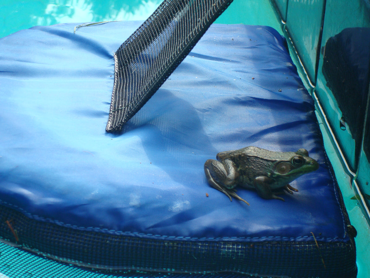  Frog Pads For Pools
