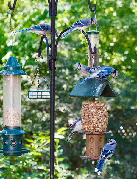 NATIONAL BIRD FEEDING MONTH