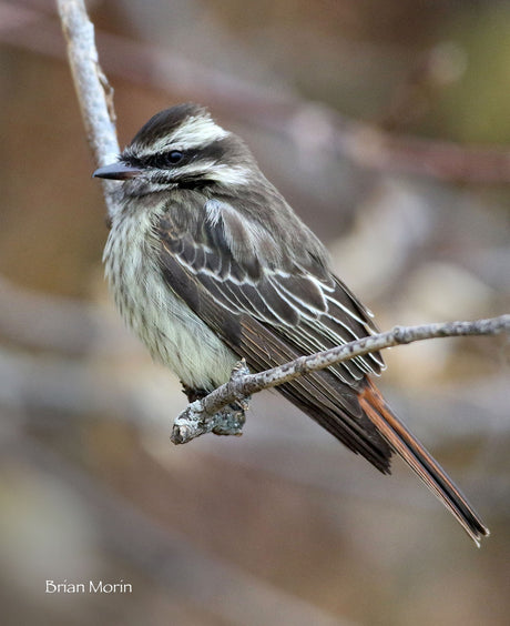 South American Visitor