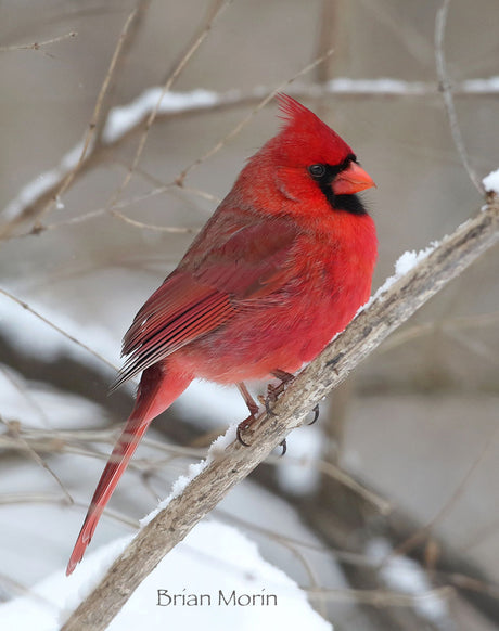 Will it be an Early Spring?