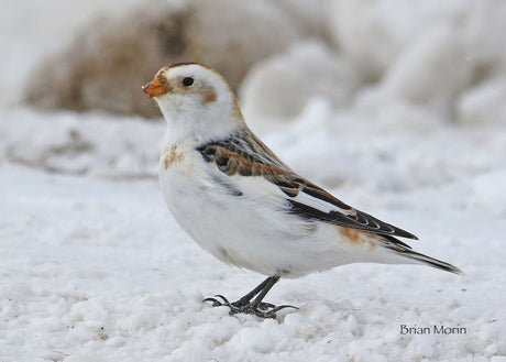 Canada’s Snowbirds Are Heading South!