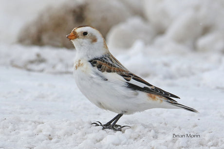 Canada’s Snowbirds Are Heading South!