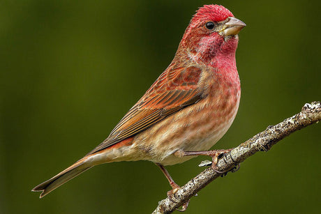 Jane's Deck of Birds - Purple Finch