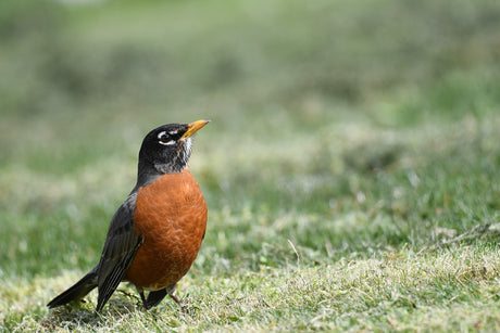 How To Identify Birds by Sight