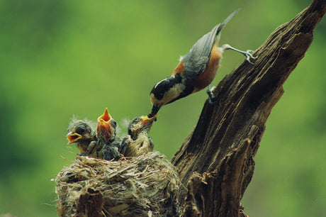 Spring and Summer Bird Feeding