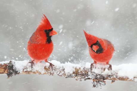 7 Ways You Can Help Your Birds Prepare For Winter