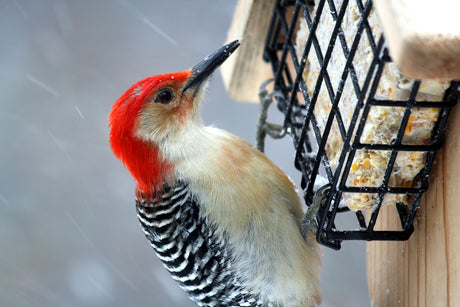 Fall Migration and How You Can Help Migrating Birds