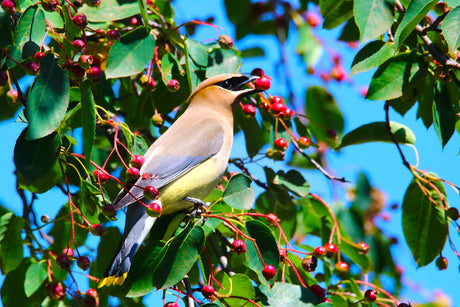 Jane's Deck Of Birds - Cedar Waxwings