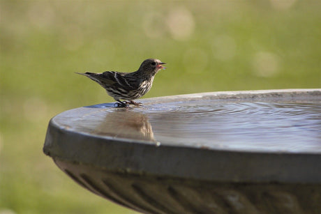 A GOOD YEAR… for birds