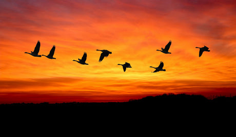 How do Birds Know When to Migrate?