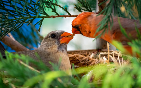 How do birds parent?￼