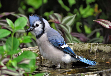 Jane's Deck - Busy Days At The BirdBath