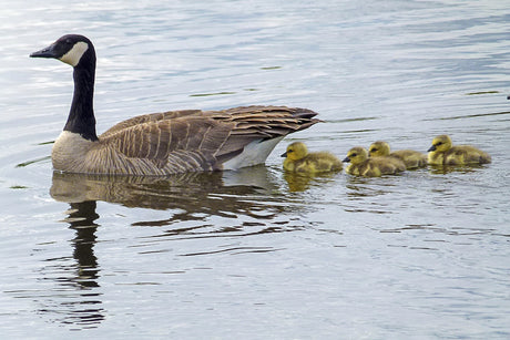 The Green-winged Teal