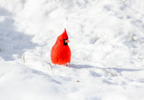 TURNING YOUR BACKYARD INTO A WINTER BIRD HAVEN