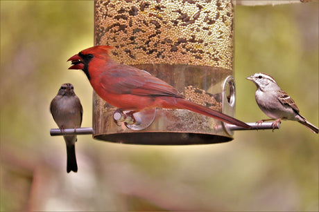 Beginners Guide to Bird Feeding