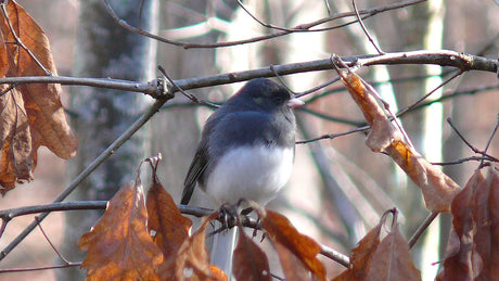 Jane's Deck Of Birds - Dark Eyed Junco