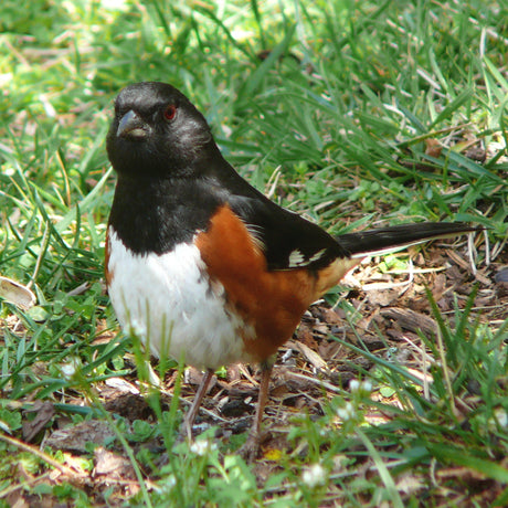 Jane's Deck Of Birds - Eastern Towhee