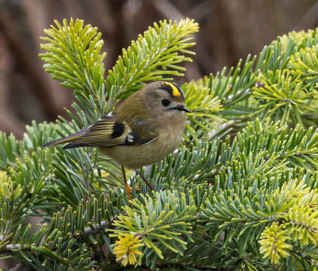 Dawn Chorus