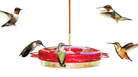 Hummingbirds and Orioles