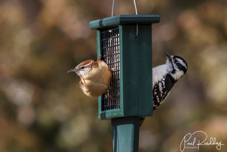 Vortex Vanquish Binoculars: Why Every Birder Should Own A Pair