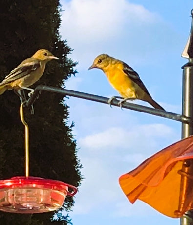 HOW LONG ARE FLEDGLINGS DEPENDENT ON PARENTS