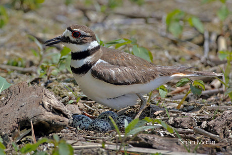 Nesting Time