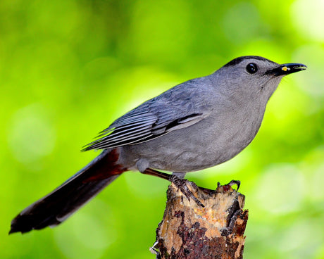 Jane's Deck Of Birds - CatBird