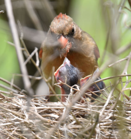 How to Help Mommy Birds in the Spring￼