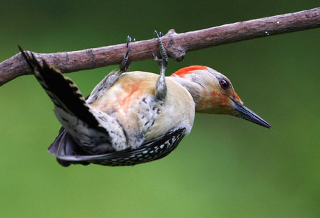 Jane's Deck Of Birds- Red Bellied Woodpecker