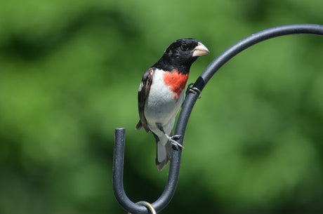 Jane's Deck of Birds- Rose Breasted Grosbeak