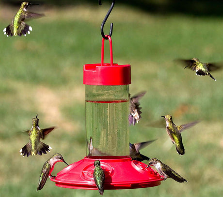 COMING SOON TO A FEEDER NEAR YOU - ORIOLES AND HUMMINGBIRDS!