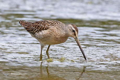 Birding Along the Shore