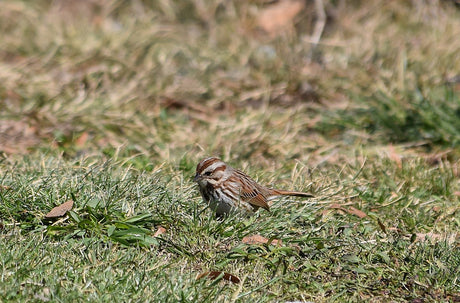 Jane's Deck Of Birds- Song Sparrow