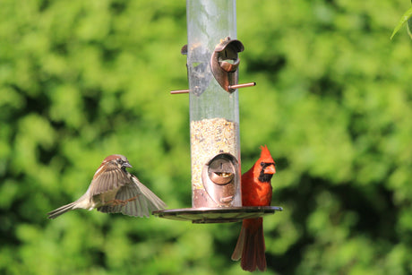 TIPS FOR SUCCESSFUL SUMMER BACKYARD BIRDING