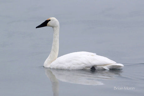 Winter Waterfowl