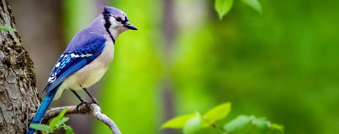 Blue Jay Feeders