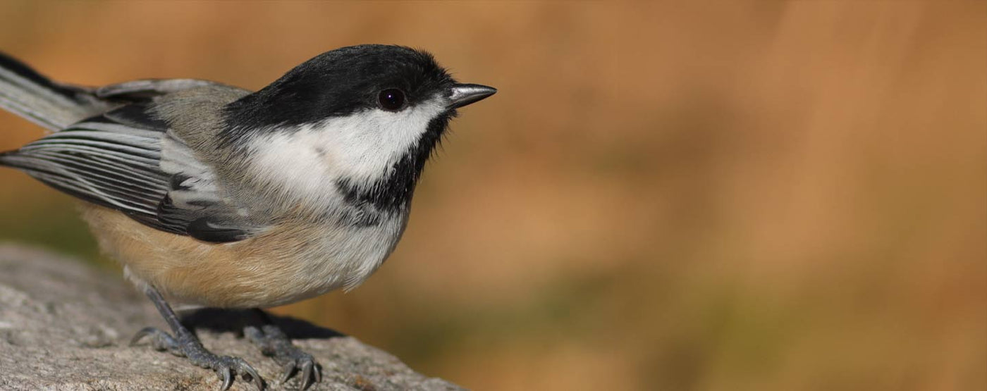 Chickadee Feeders