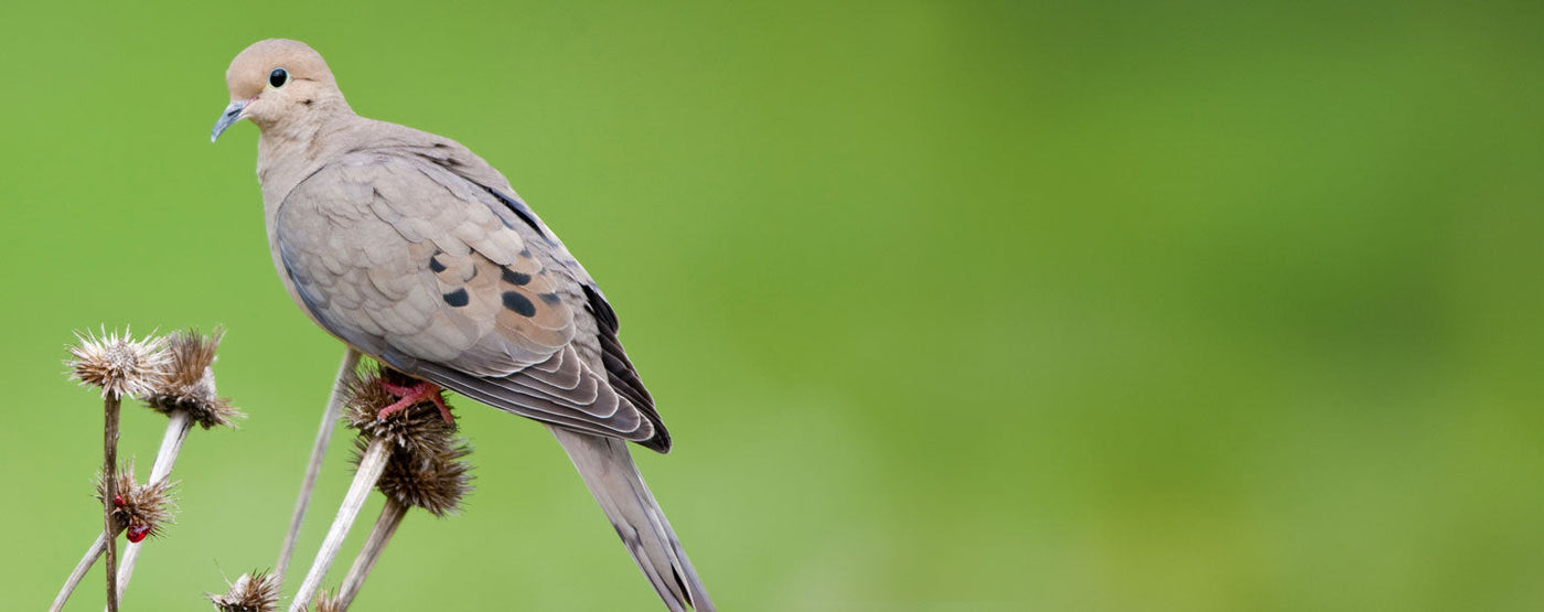 Dove Feed