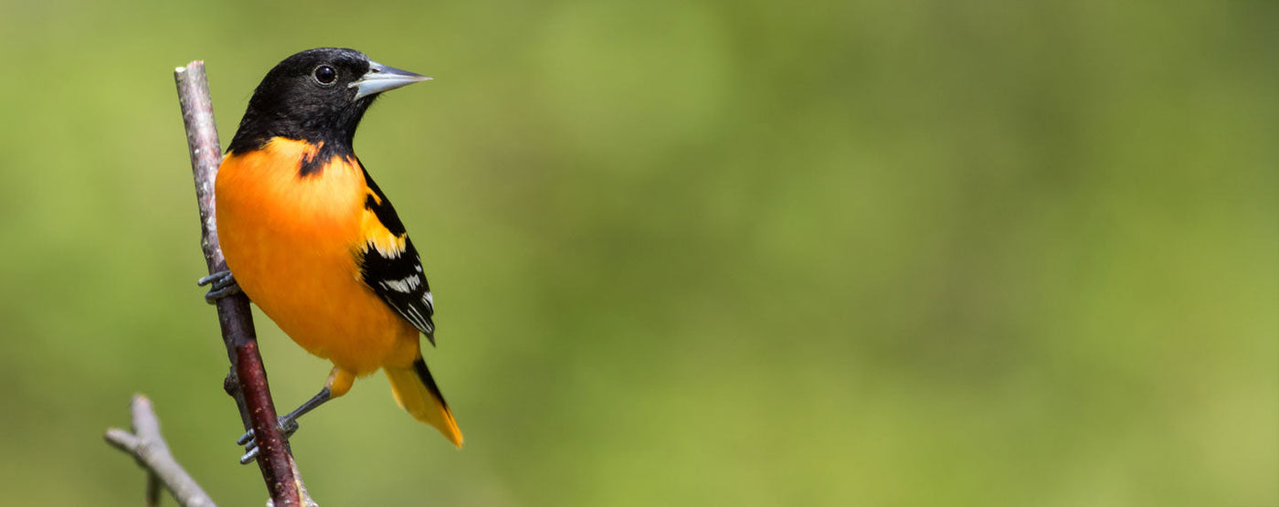 Oriole Feeders