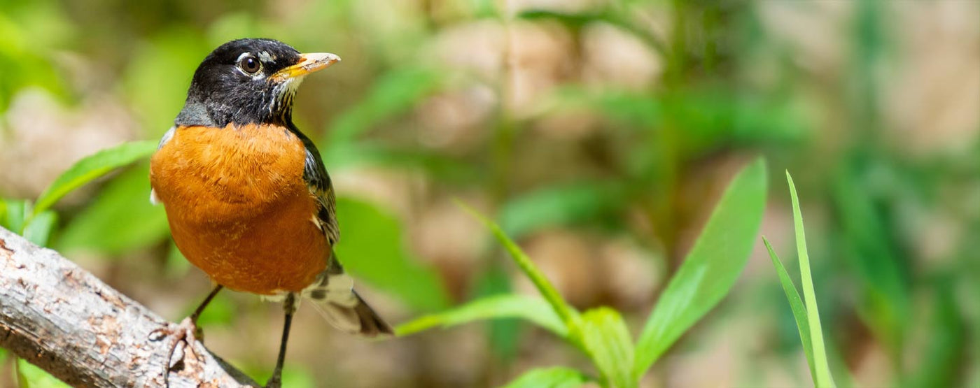 Robin Feeders