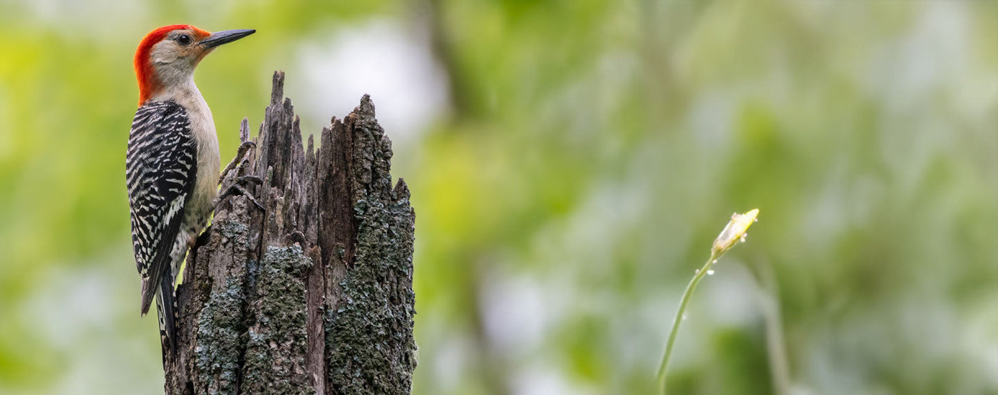 Woodpecker Accessories