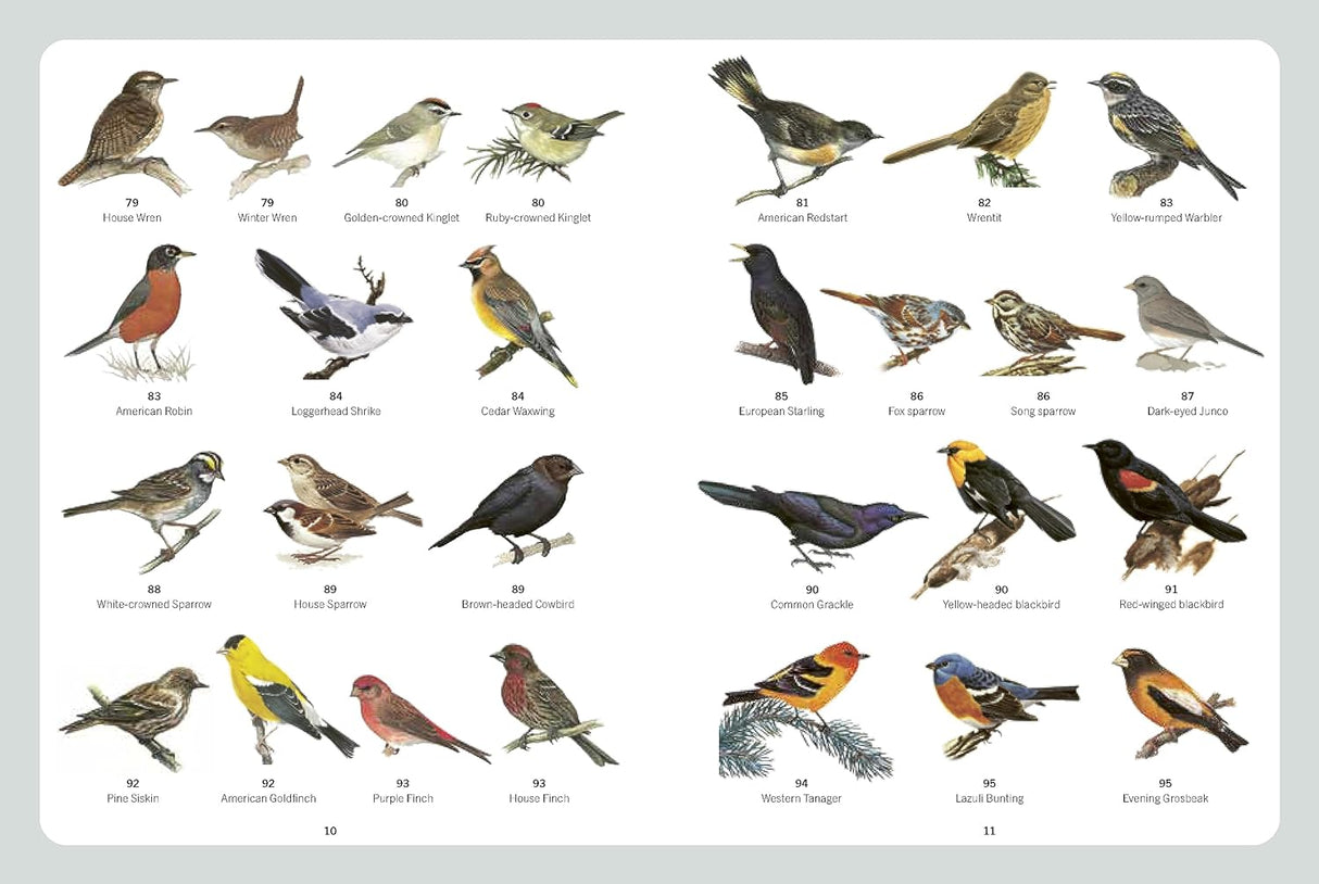 A Field Guide to Backyard Birds of North America