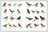 A Field Guide to Backyard Birds of North America