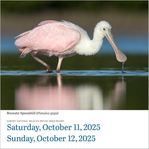 Audubon Birds Page-A-Day Calendar 2025