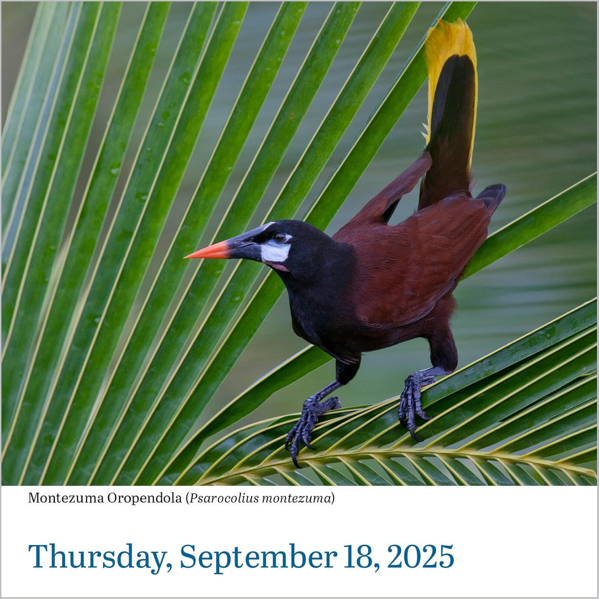 Audubon Birds Page-A-Day Calendar 2025