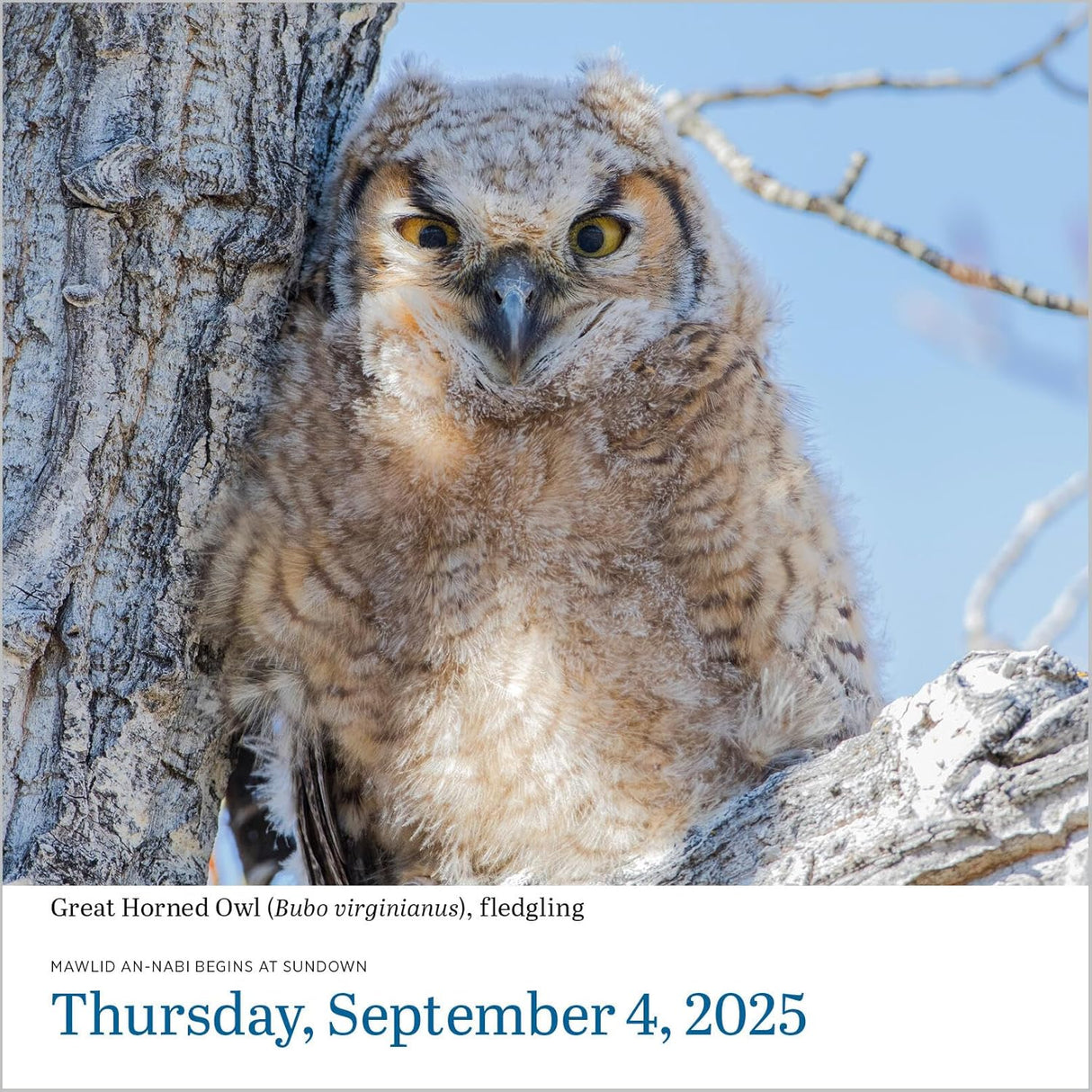 Audubon Birds Page-A-Day Calendar 2025