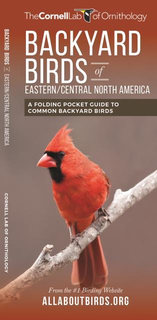 Backyard Birds of Eastern/Central North America