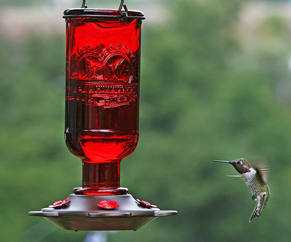 Elixir Hummingbird Feeder, 13oz