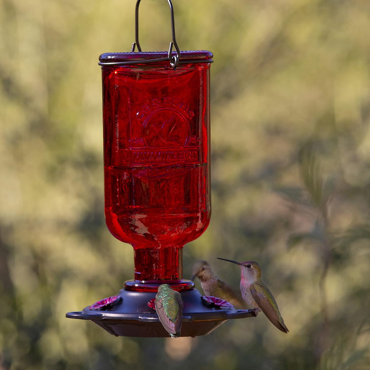 Elixir Hummingbird Feeder, 13oz