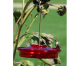 Hummingbird Haven Feeder